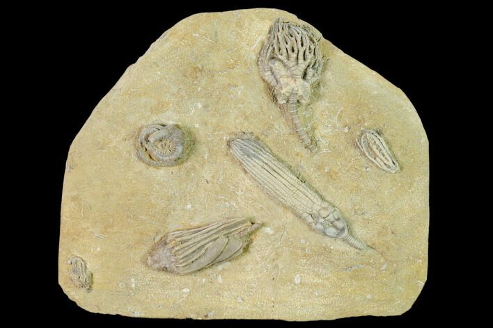 Fossil Crinoid and Starfish Association - Crawfordsville, Indiana #149017